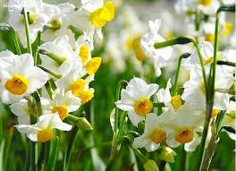 دسته گل نماینده اصلاح طلب بهبهان به علی مطهری +عکس